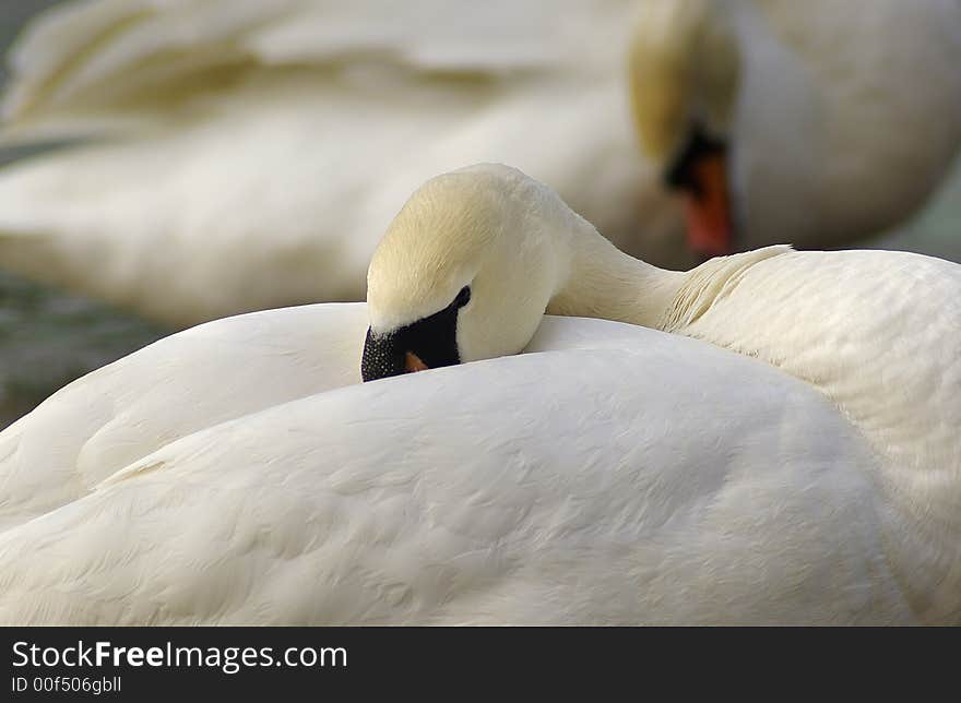 Mute Swan Resting