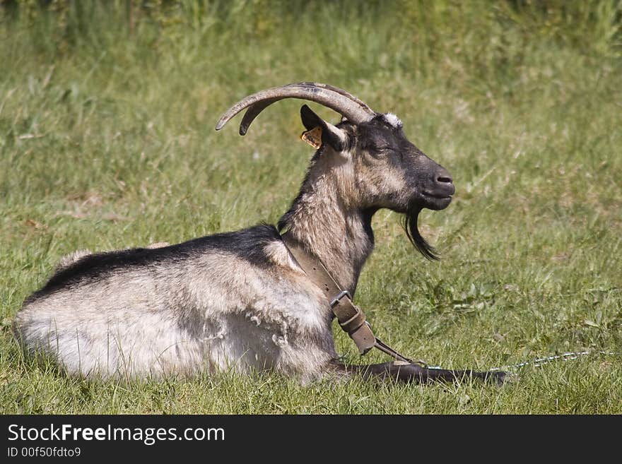 Grey goat in the middle of the field in Poland