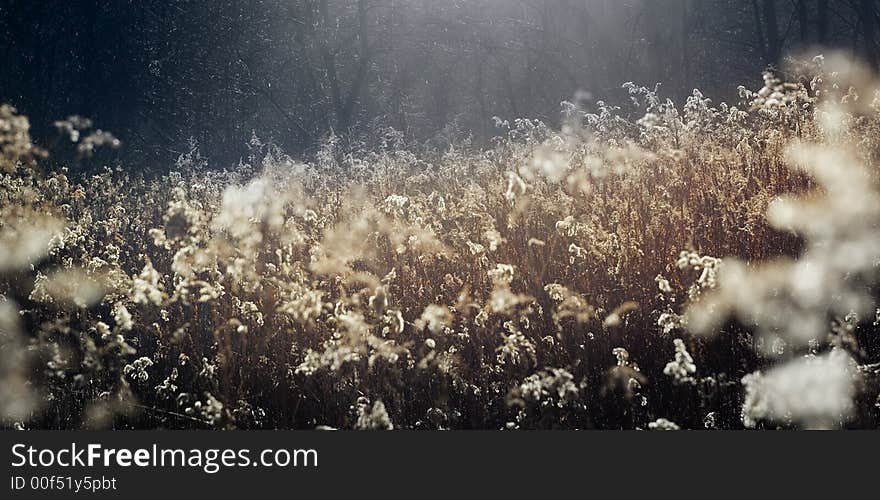 High grass near the forest