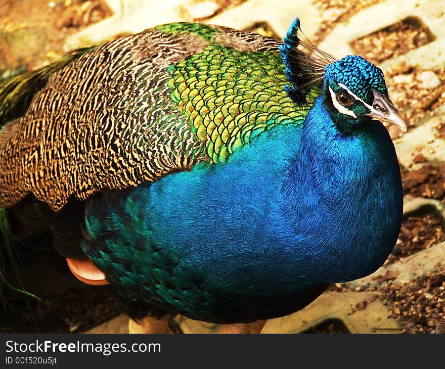 Peacock taken in birdpark wit colorful and hue feather.