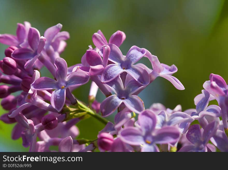 Seasonal spring flowers in the sicilian hinterland