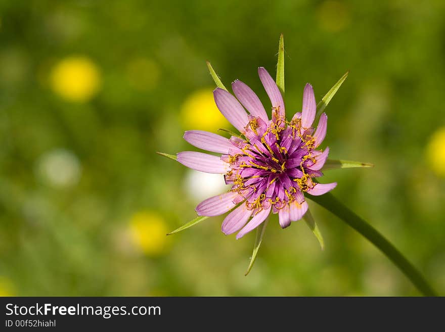 Seasonal spring flower in the sicilian hinterland