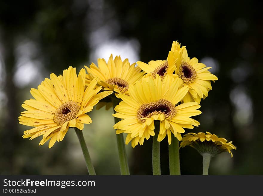 Yellow flowers