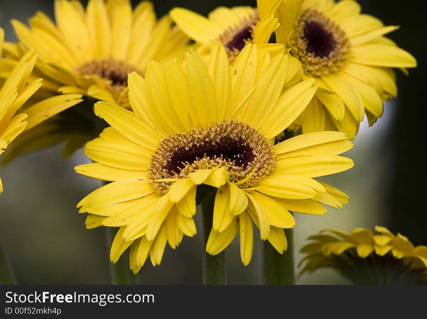 Anomalous Yellow flower