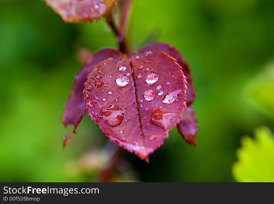 Rain drops on a red leaf in sunset. Rain drops on a red leaf in sunset