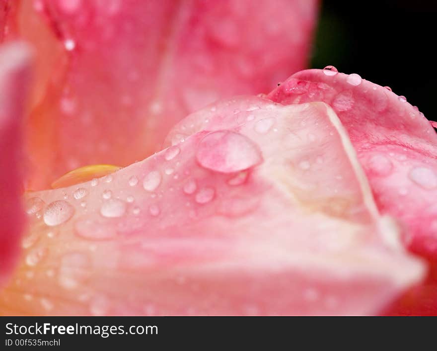 Rain drops on a pink petal of a rose. Rain drops on a pink petal of a rose