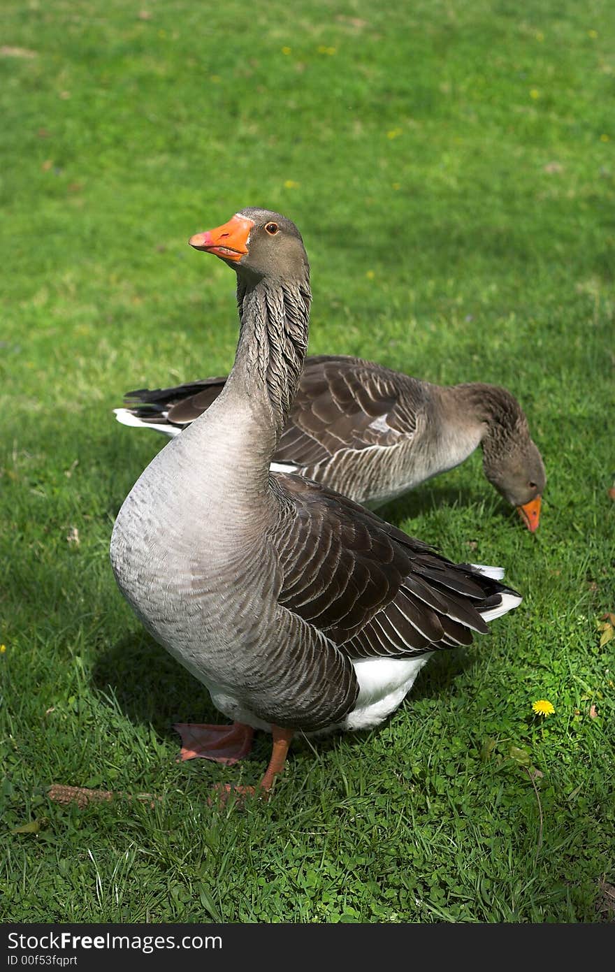 Image of two gray geese in a meadow. Image of two gray geese in a meadow