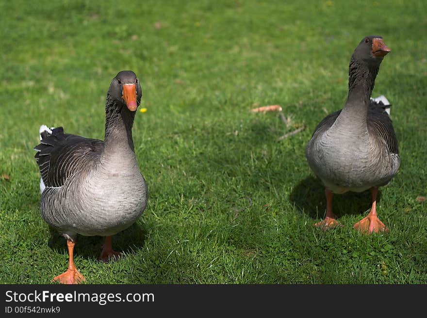 Two Geese