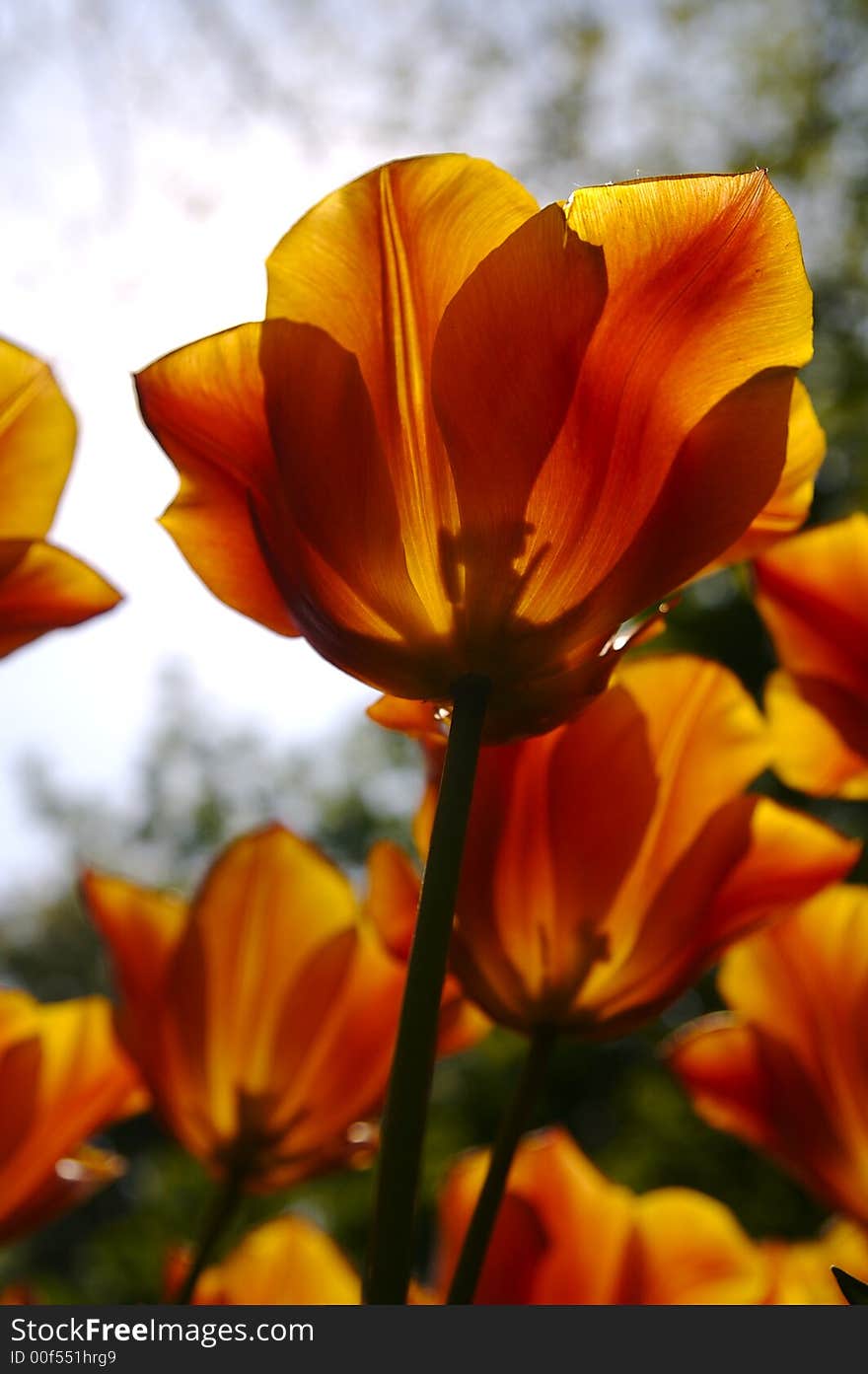 Dutch's tulips in a sunny field