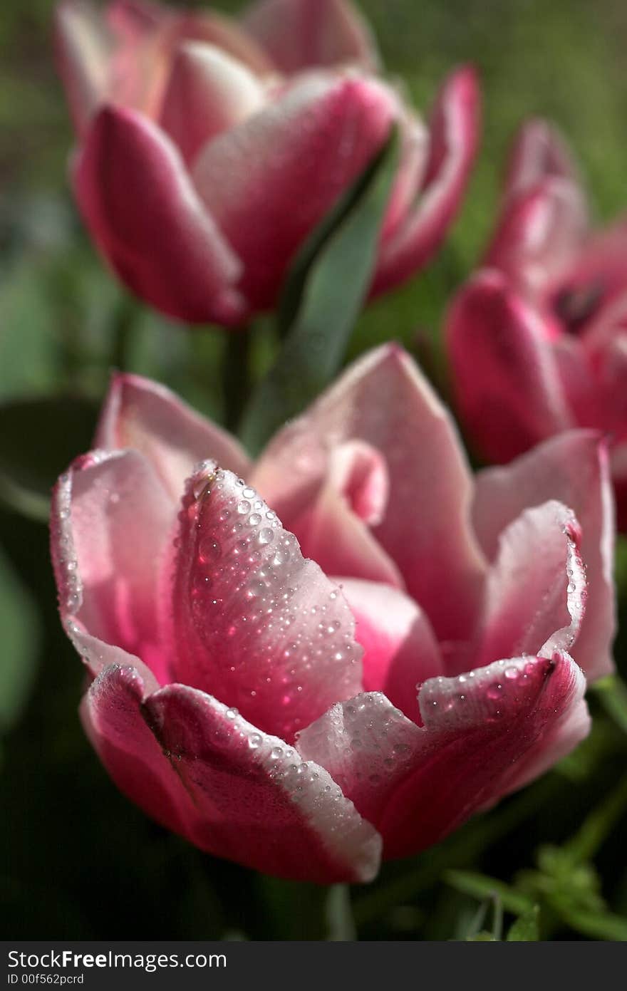 Beautiful Tulips