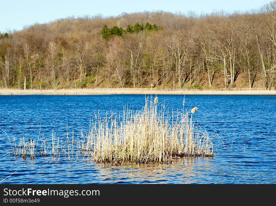 Spring Pond