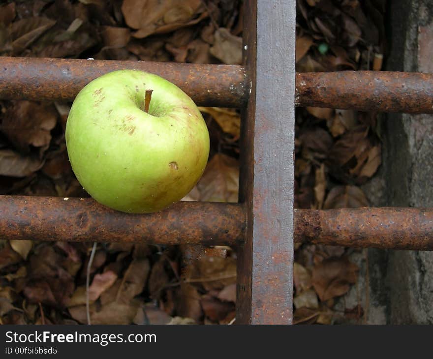 A rotting green apple in a drain. A rotting green apple in a drain