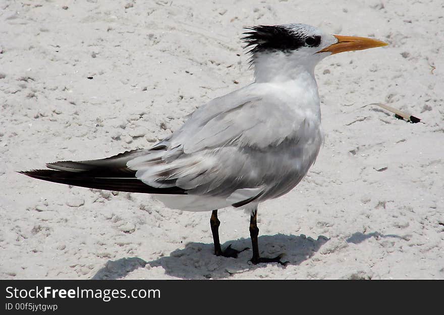 Tern Seabird on Beach