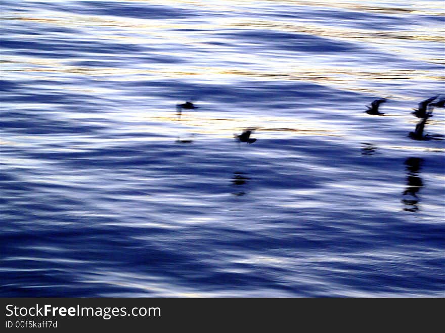 Birds in motion as they land on the ripples in the Thames River at late sunset with sunlight on water and some motion blur. Birds in motion as they land on the ripples in the Thames River at late sunset with sunlight on water and some motion blur.