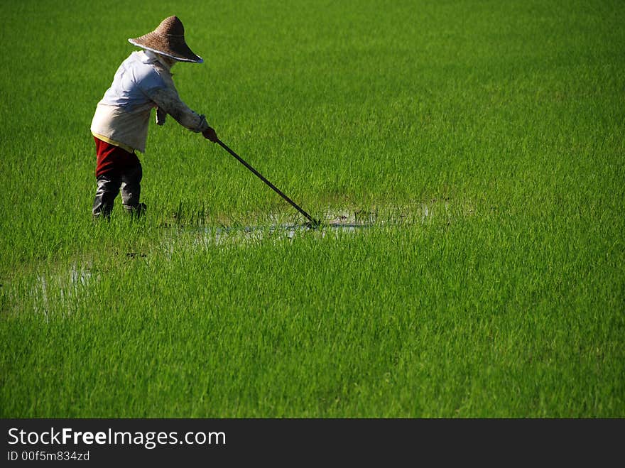 Farmer cutting grass