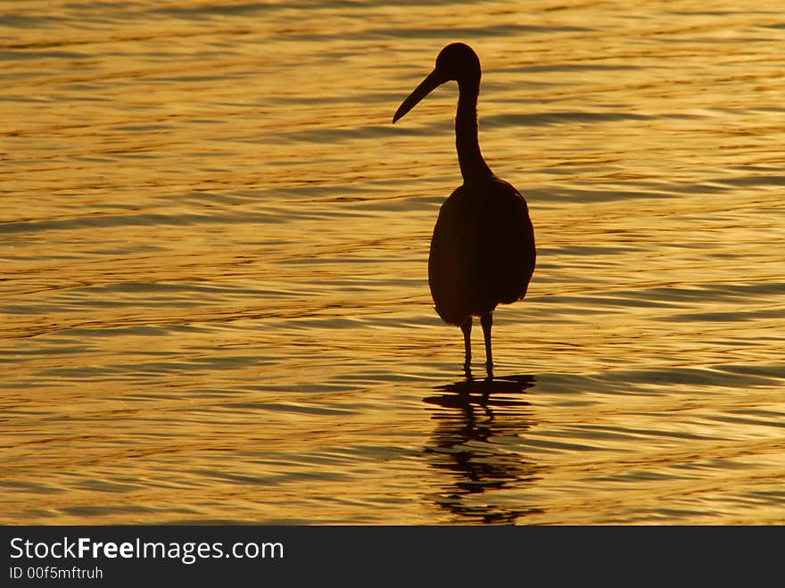 Bird silhouette