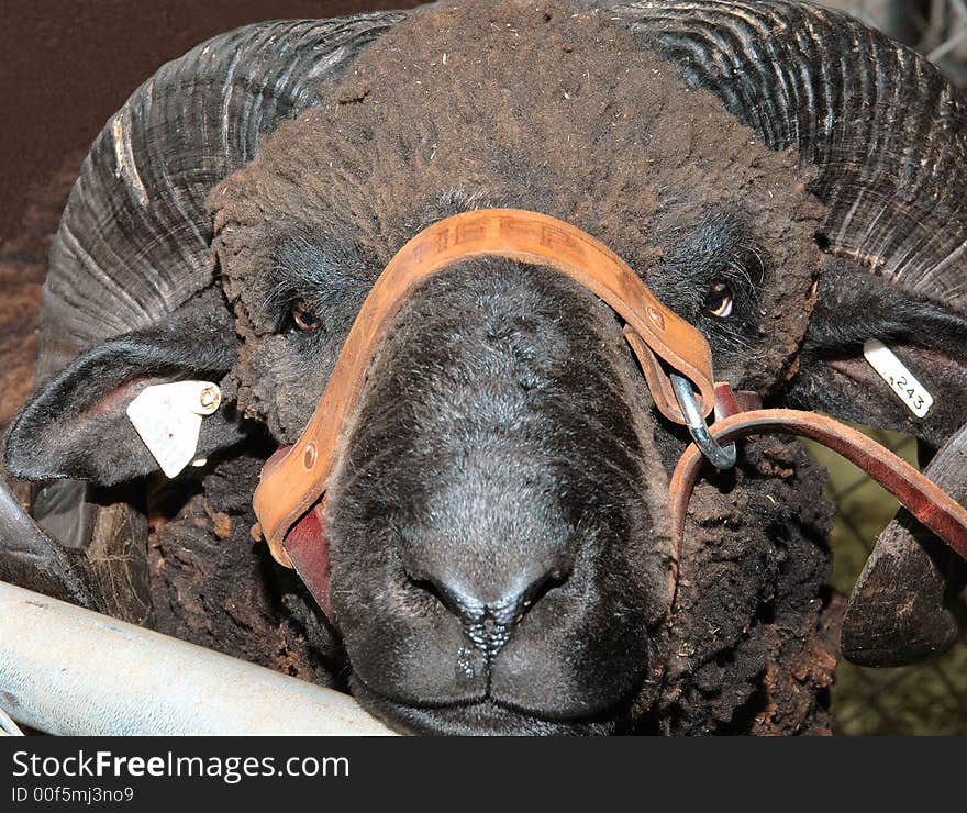 Portrait of grand champ ram at fair festival judging,contest sheep and wool