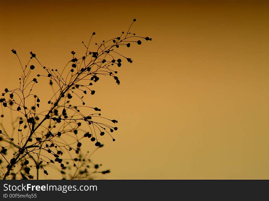 A branch in the sunset. A branch in the sunset