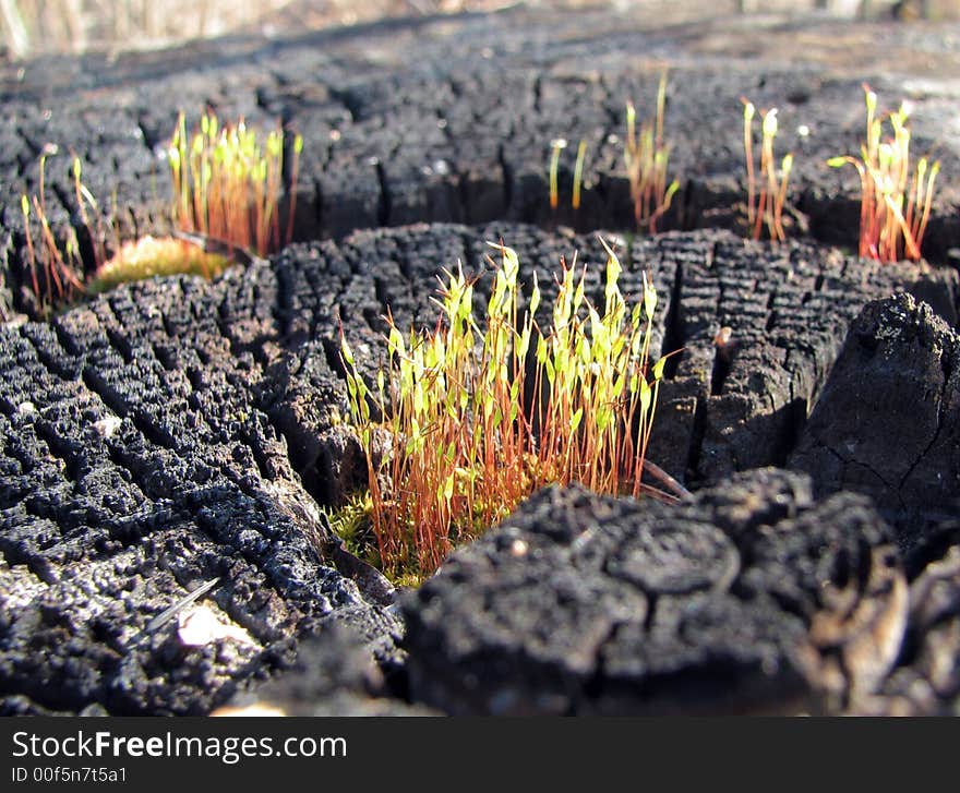 Moss on the charred tree