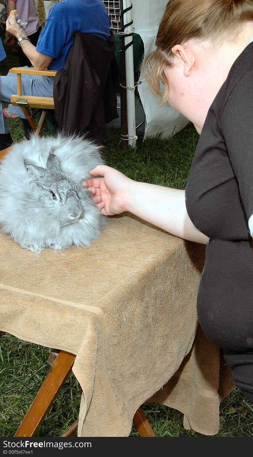 At fair display a shot of lady petting angora raabit for sale as part of festival event. At fair display a shot of lady petting angora raabit for sale as part of festival event