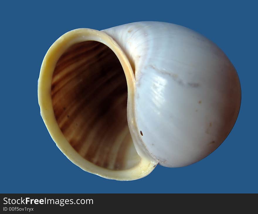 Sea cockleshell, macro, on a dark blue background.