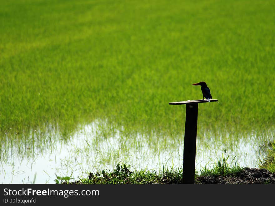 King fisher and paddy field at the countryside. King fisher and paddy field at the countryside