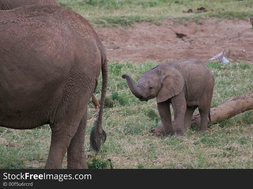 Newborn elephant calf lifting up its trunk. Newborn elephant calf lifting up its trunk