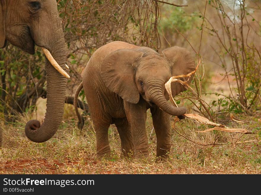 Elephant calf playing with food in dry savanna. Elephant calf playing with food in dry savanna