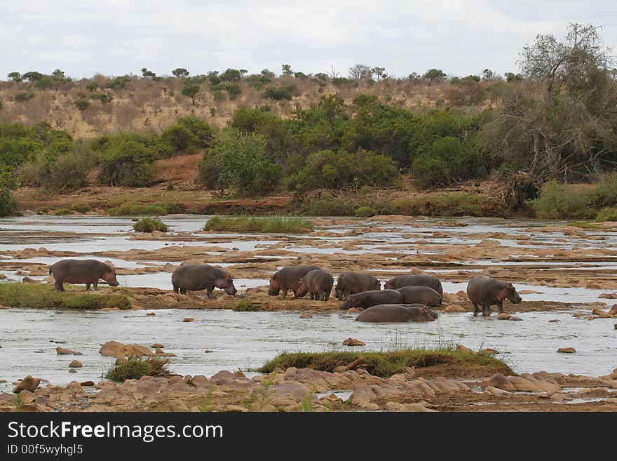 Hippo herd in shallow water of rocky river. Hippo herd in shallow water of rocky river