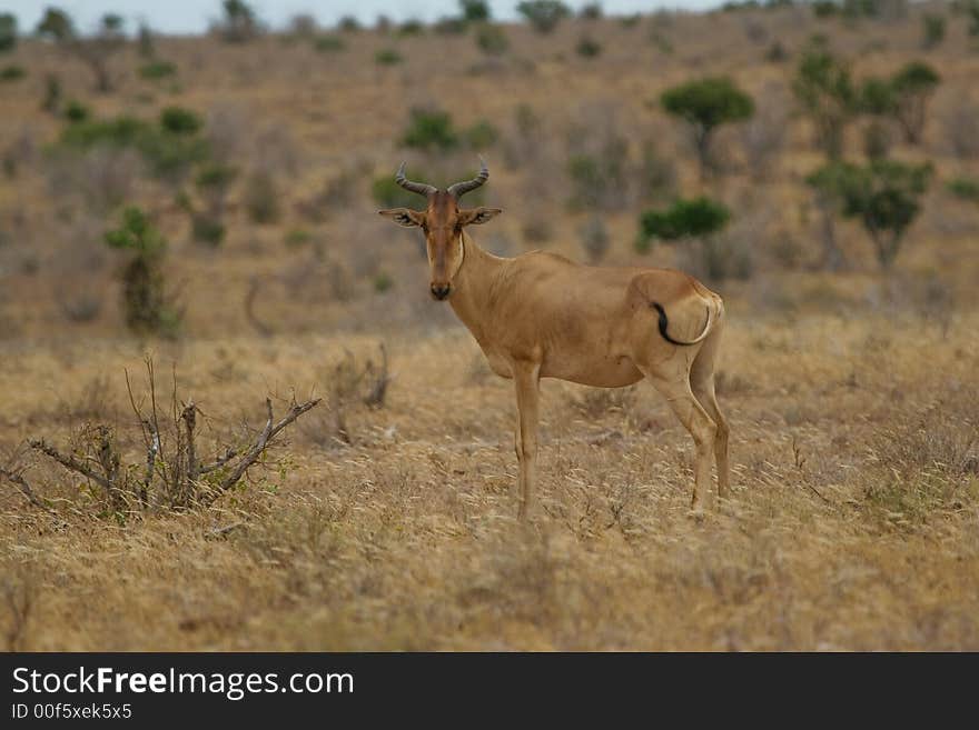 Hartebeest