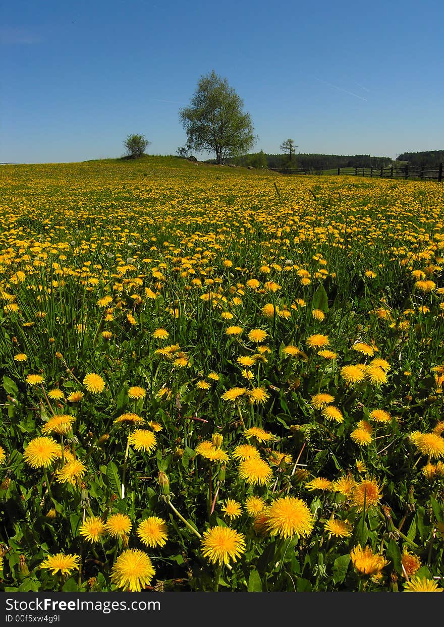 Dandelion And Tree