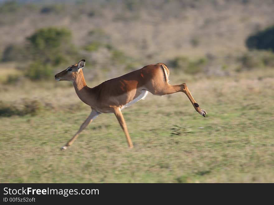 Impala antelope