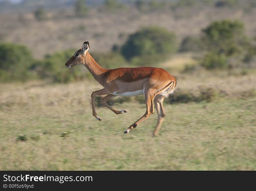 Impala antelope, Aepyceros melampus, running fast. Impala antelope, Aepyceros melampus, running fast