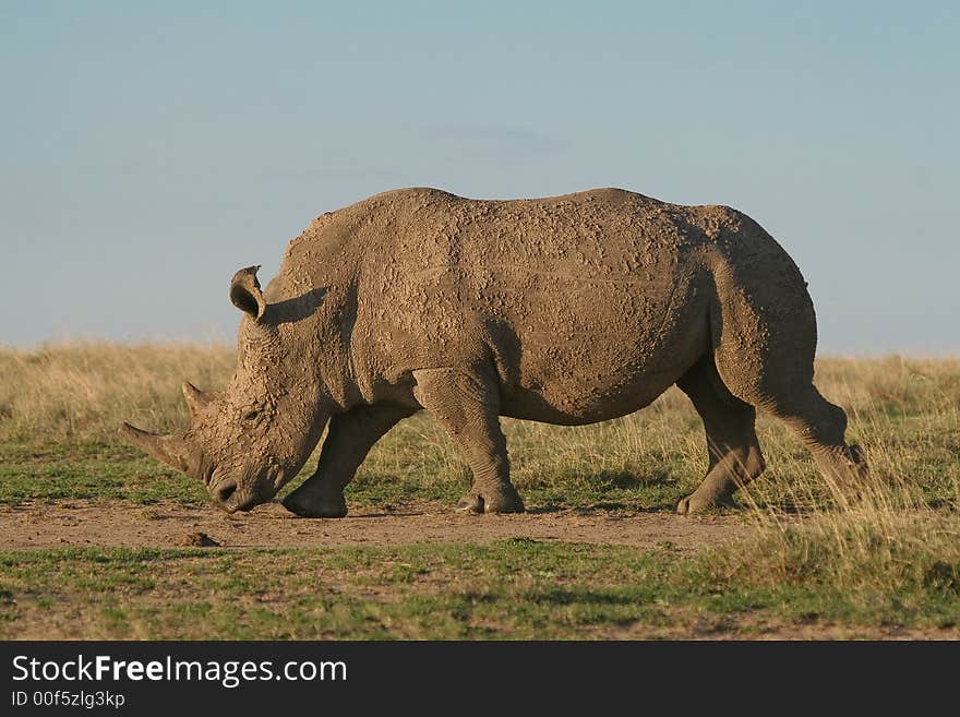 White rhino