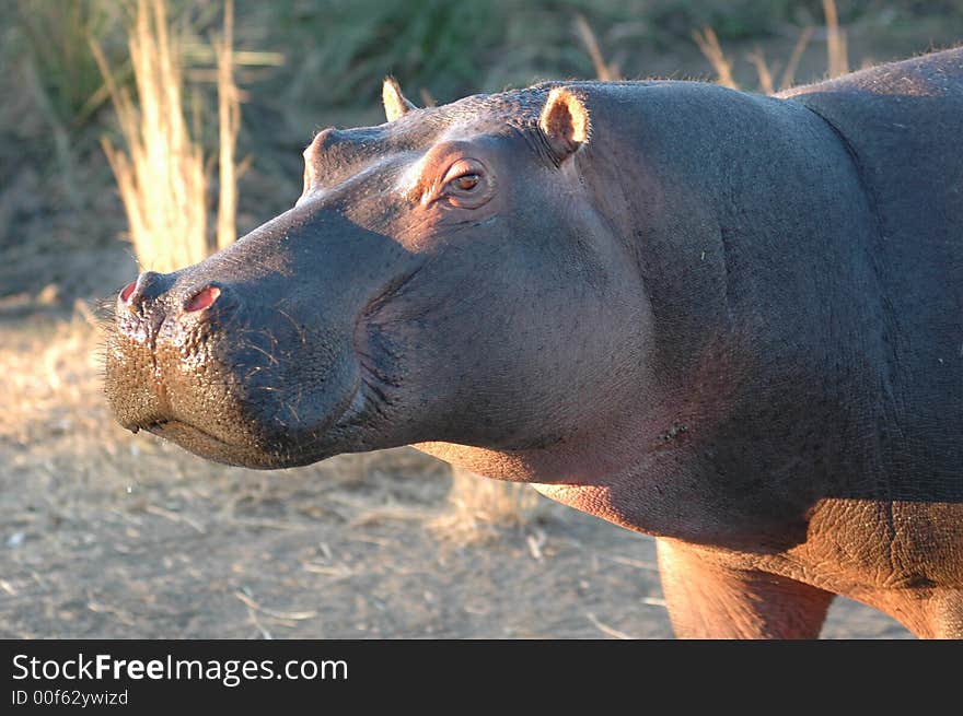 Hippo close