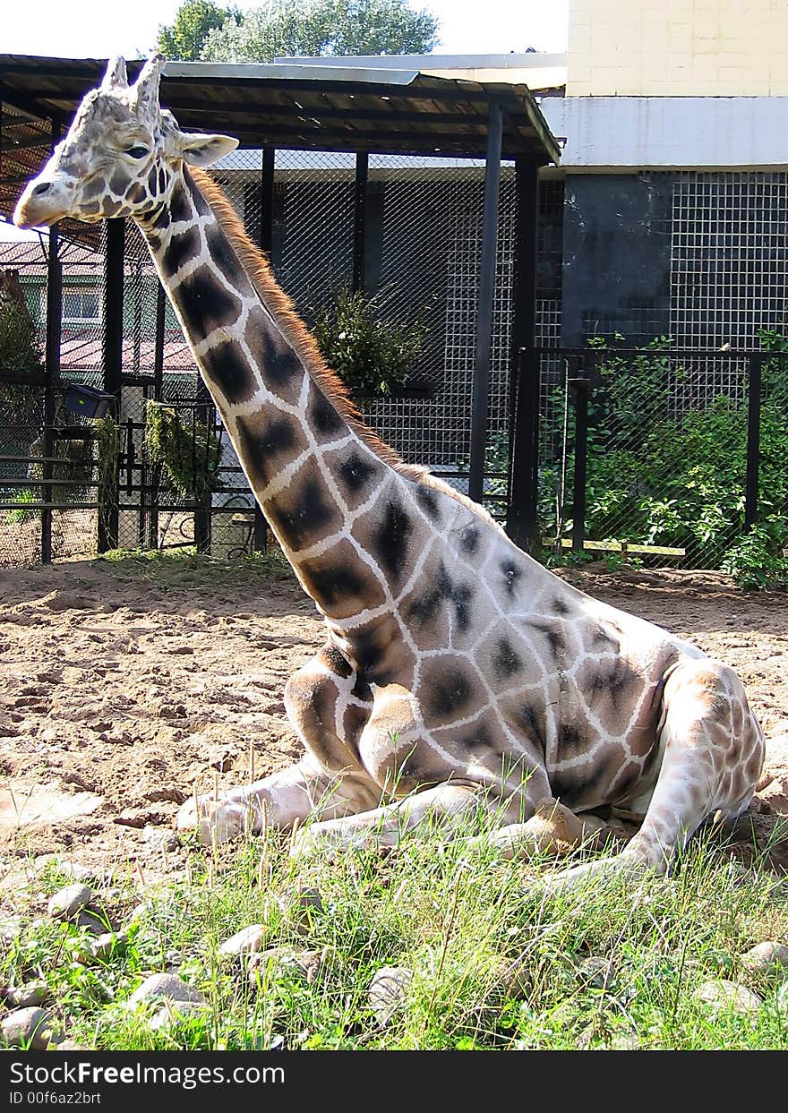 The giraffe lays on a grass. Zoo.