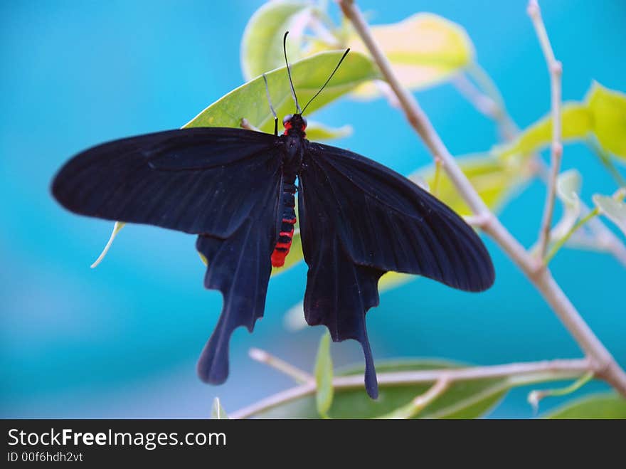 Black butterfly in the greenhouse