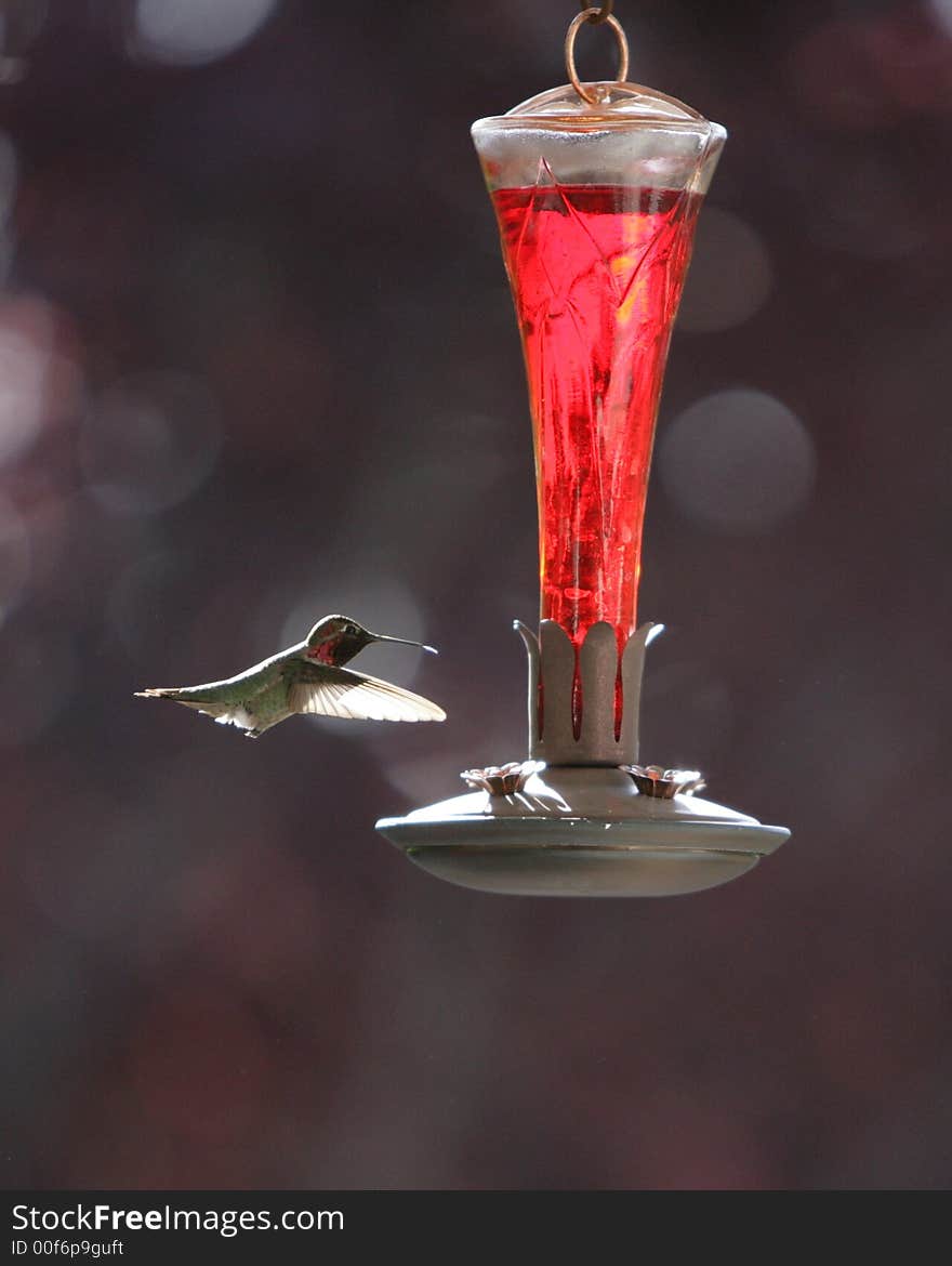 Hummingbird at feeder 2