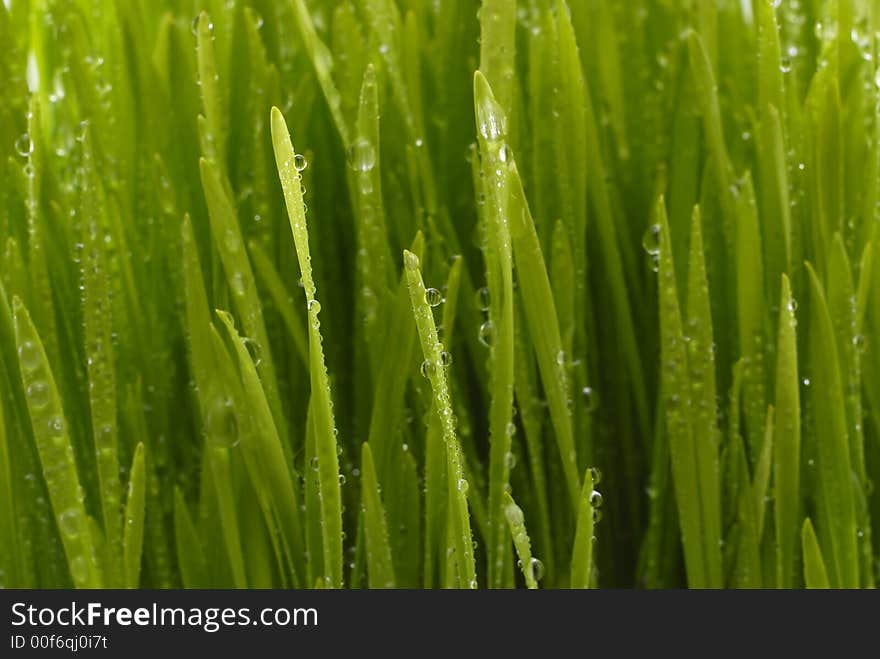 Fresh green grass with water drops close up. Fresh green grass with water drops close up