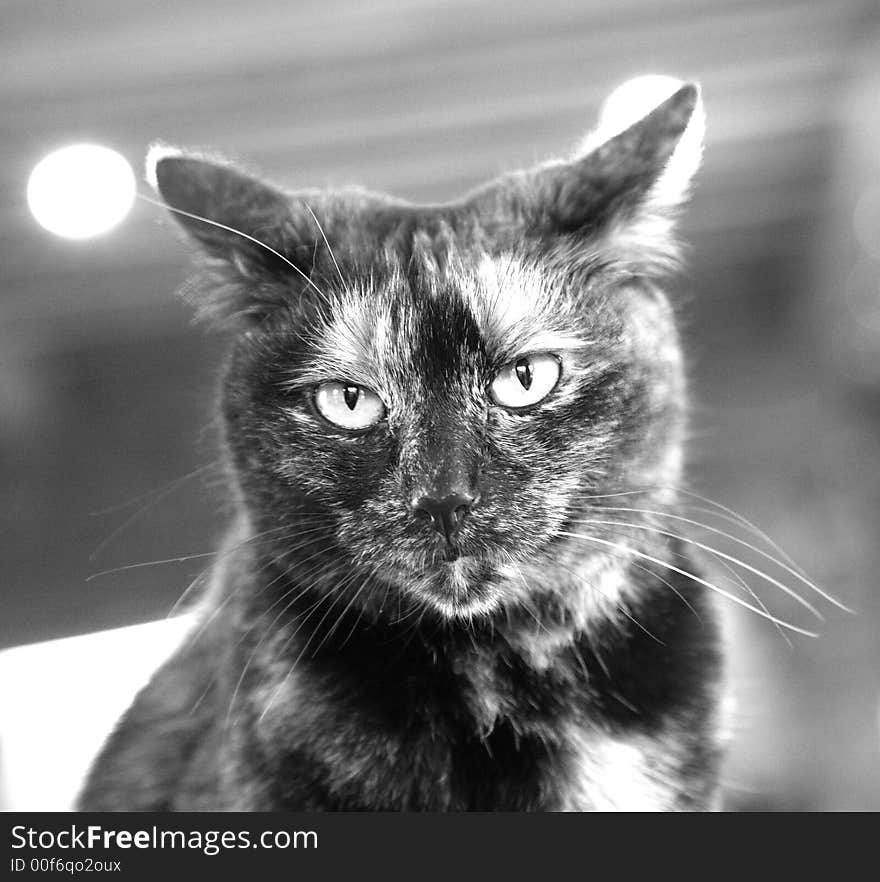 Black and white cat portrait