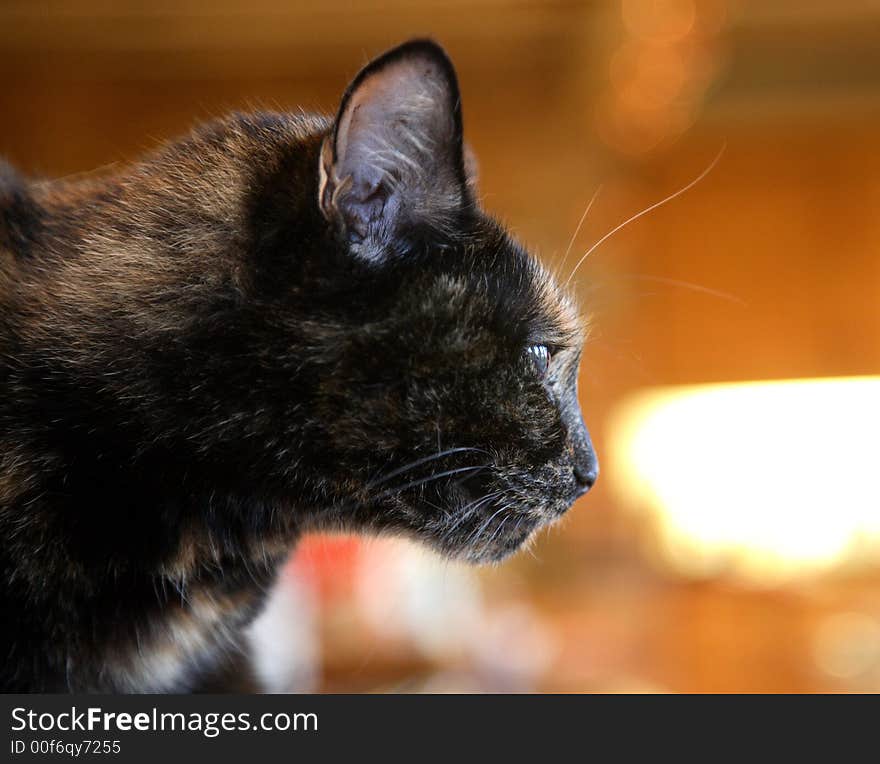 Portrait of cat in profile