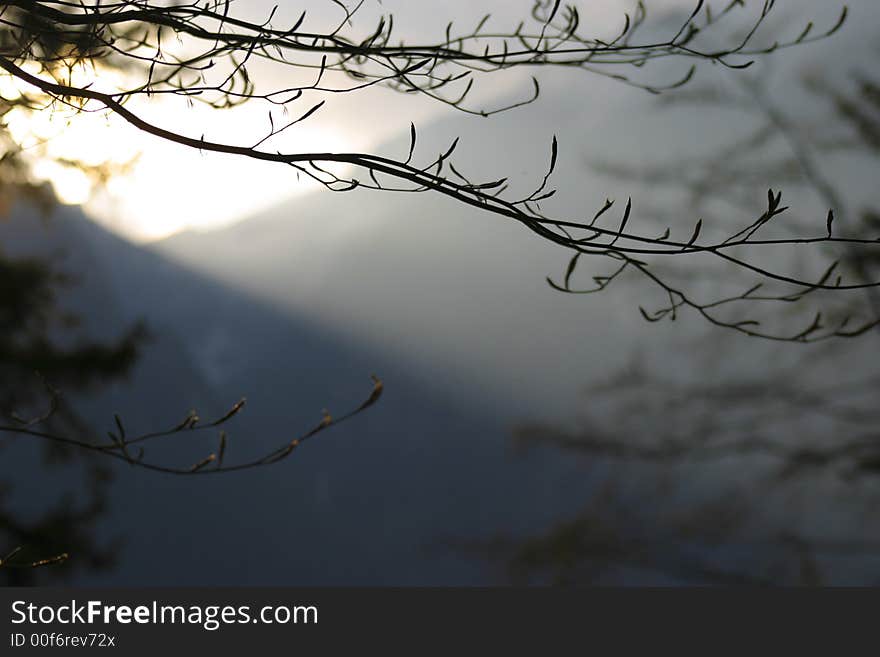 Tree braches against the sunset