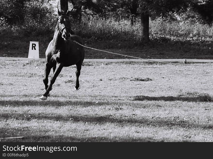 Black horse running for training