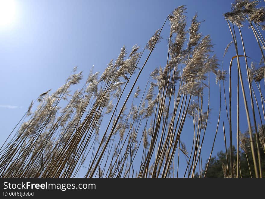 Reeds on blue  sky background. Reeds on blue  sky background