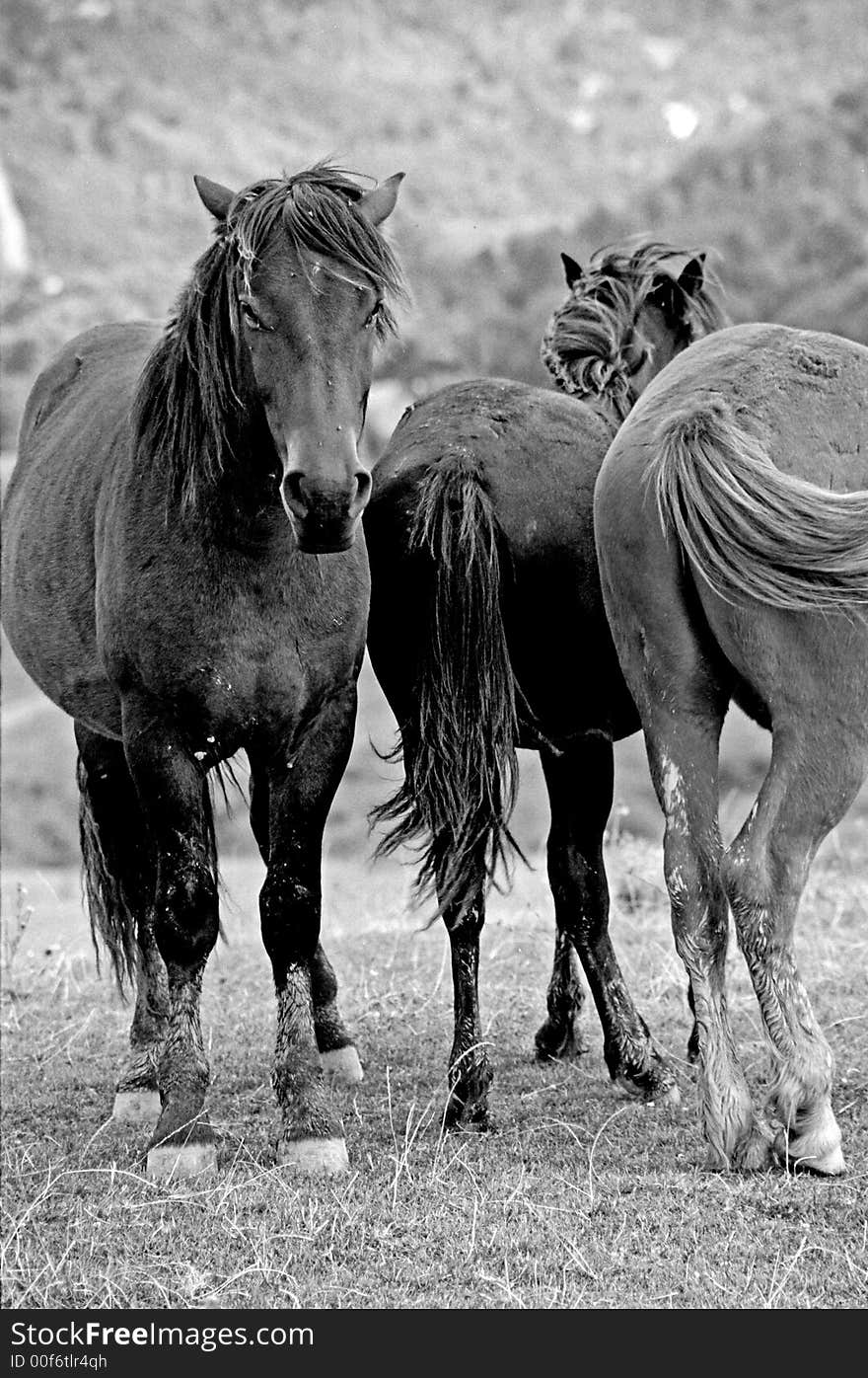 Horses feeling free on the hills. Horses feeling free on the hills