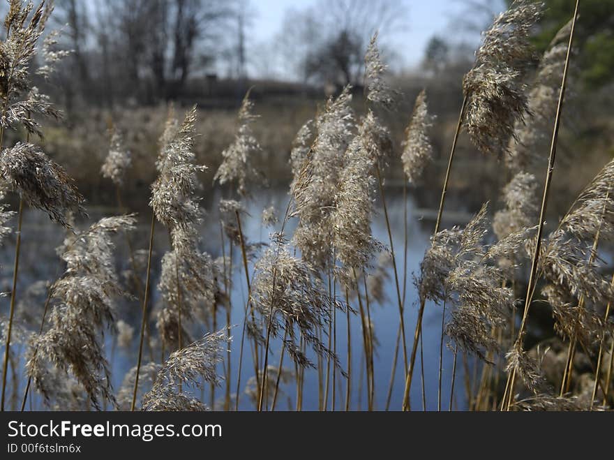 Reeds close up