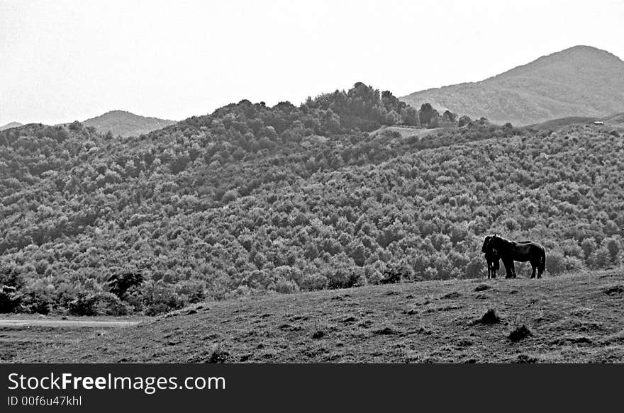 Horses feeling free on the hills. Horses feeling free on the hills