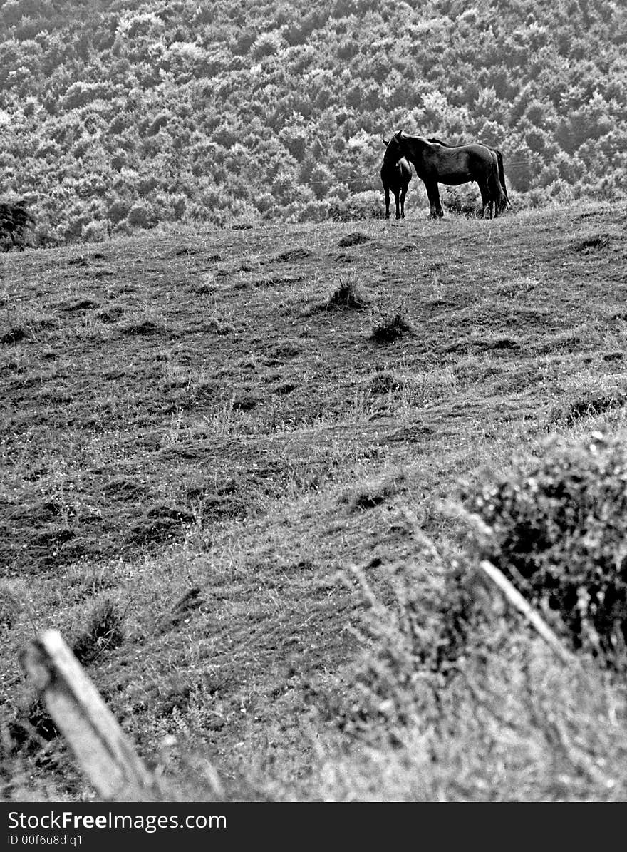 Horses feeling free on the hills. Horses feeling free on the hills