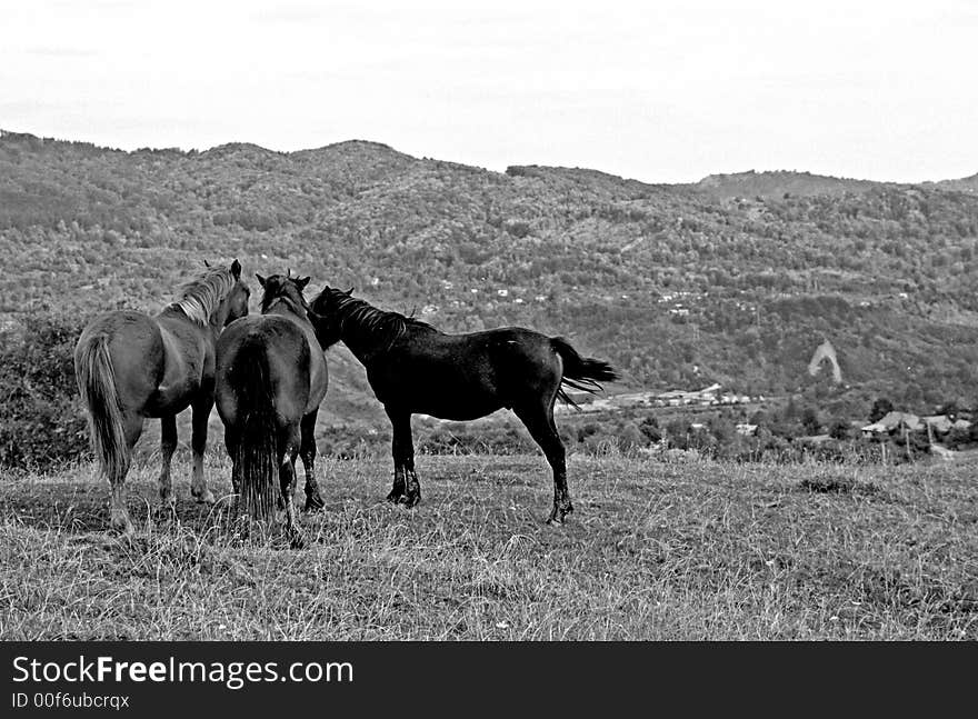 Horses feeling free on the hills. Horses feeling free on the hills