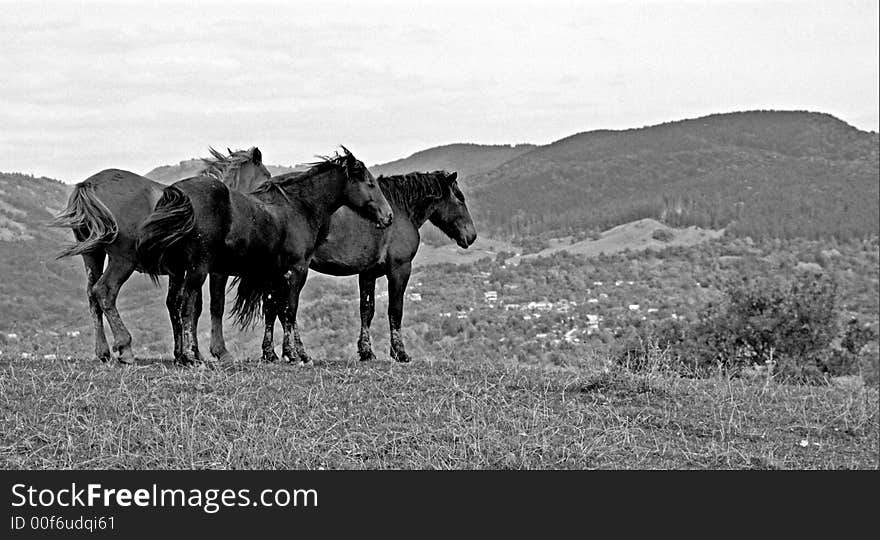 Horses feeling free on the hills. Horses feeling free on the hills